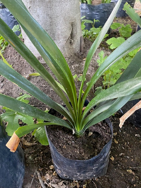 Clivia Naranjas altura de 40 centímetros aprox., en bolsa