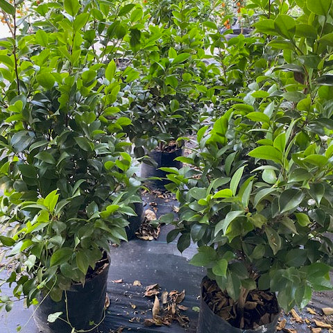 Camelia en bola altura de 100 centímetros aprox., en bolsa