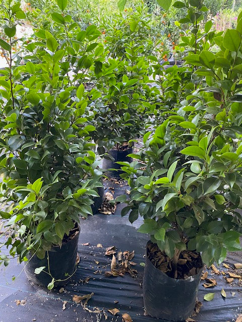 Camelia en bola altura de 100 centímetros aprox., en bolsa