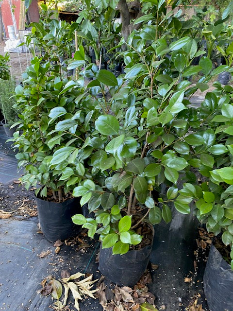 Camelia en bola altura de 100 centímetros aprox., en bolsa