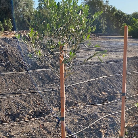 Olivo Pie Alto Grande  altura de 160 a 200 centímetros aprox., en macetero.