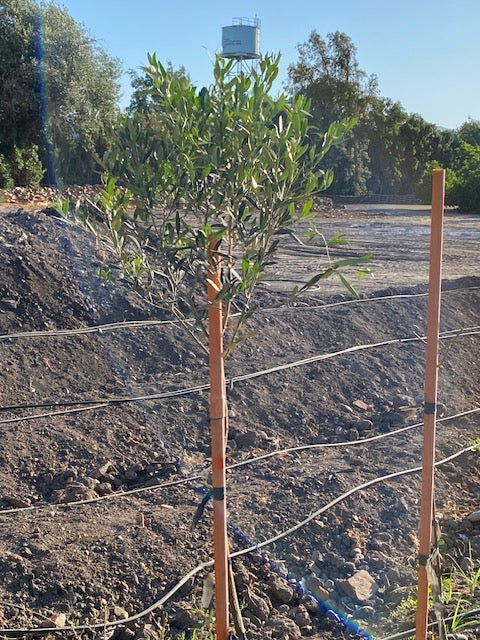 Olivo Pie Alto Grande  altura de 160 a 200 centímetros aprox., en macetero.