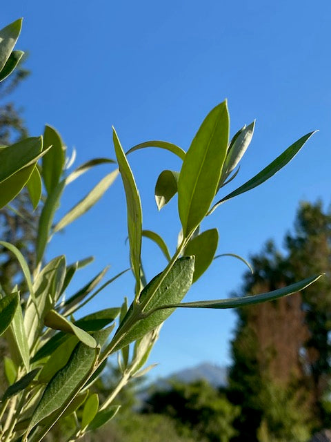 Olivo Pie Alto Grande  altura de 160 a 200 centímetros aprox., en macetero.