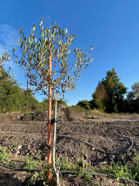 Olivo Pie Alto Grande  altura de 160 a 200 centímetros aprox., en macetero.