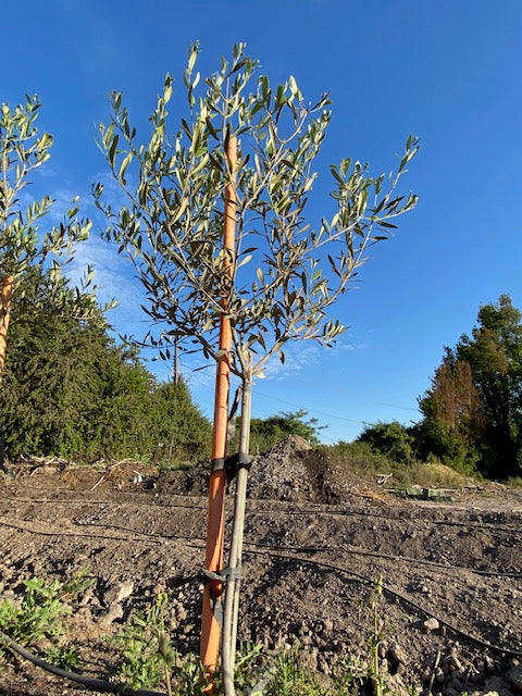 Olivo Pie Alto Grande  altura de 160 a 200 centímetros aprox., en macetero.