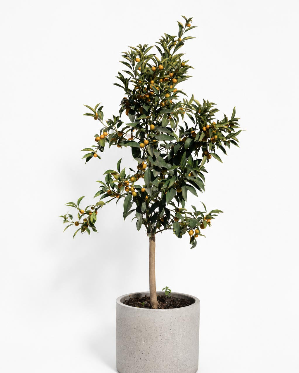 Citrus Kumquat altura de 140 centímetros aprox. en macetero.