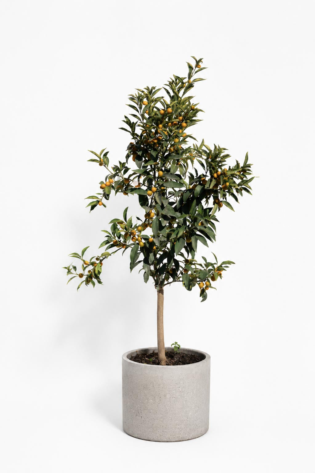 Citrus Kumquat altura de 140 centímetros aprox. en macetero.