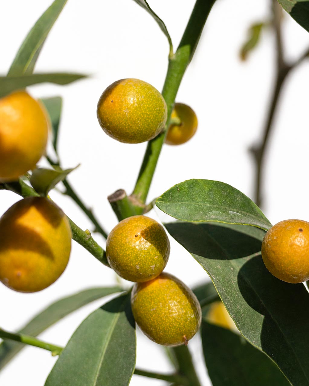 Citrus Kumquat altura de 140 centímetros aprox. en macetero.