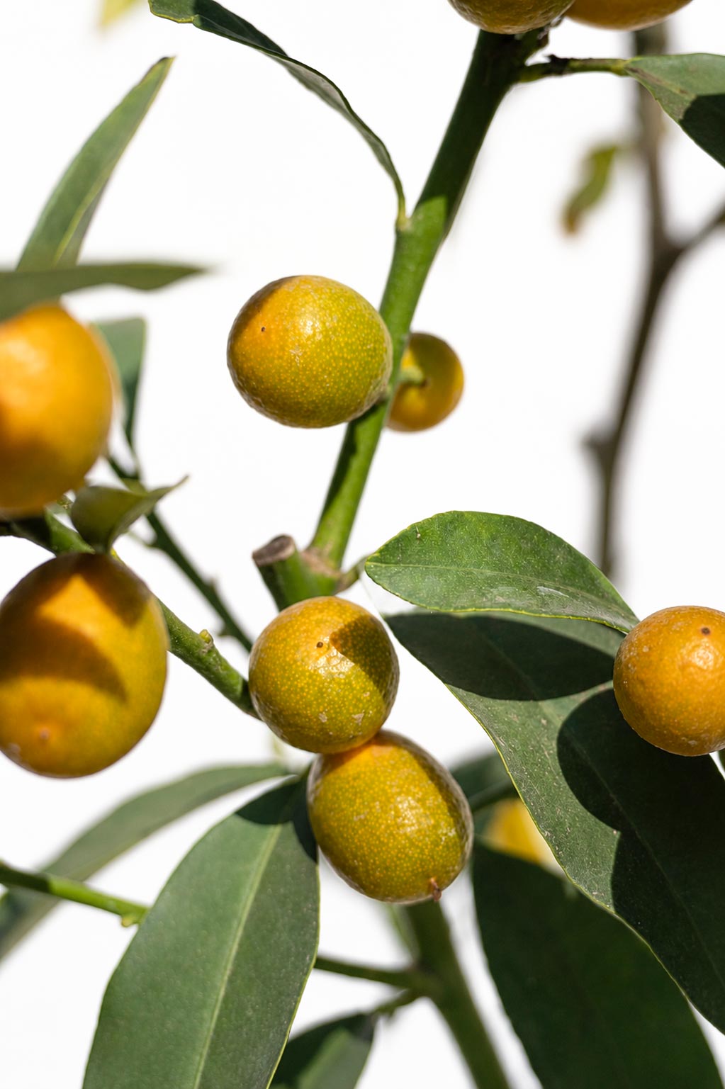 Citrus Kumquat altura de 140 centímetros aprox. en macetero.