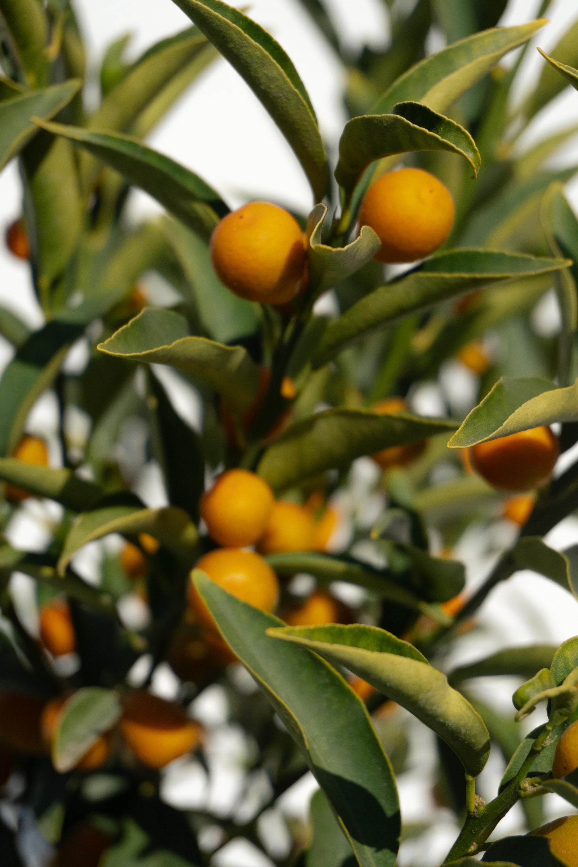 Citrus Kumquat altura de 140 centímetros aprox. en macetero.