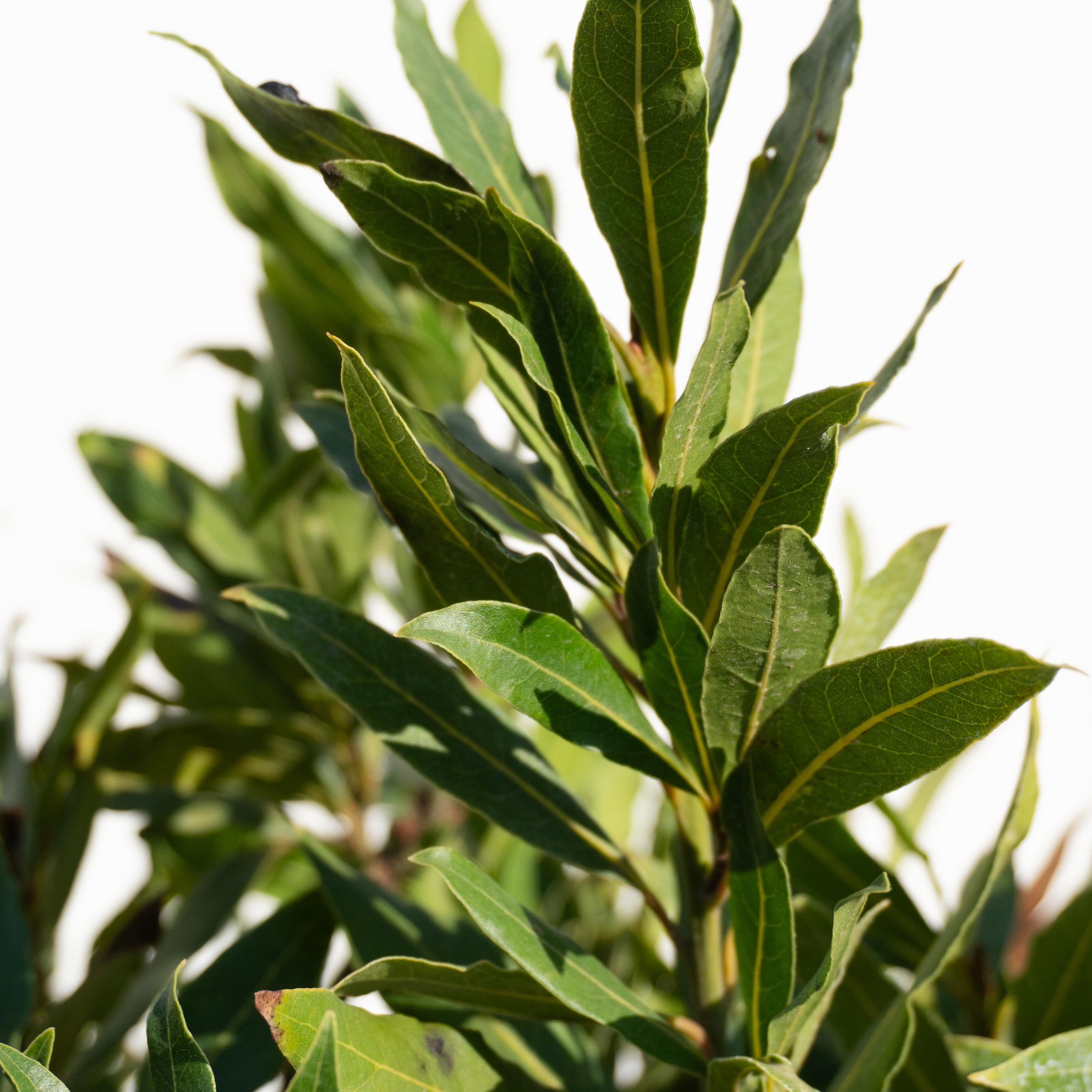 Plantas de Exterior