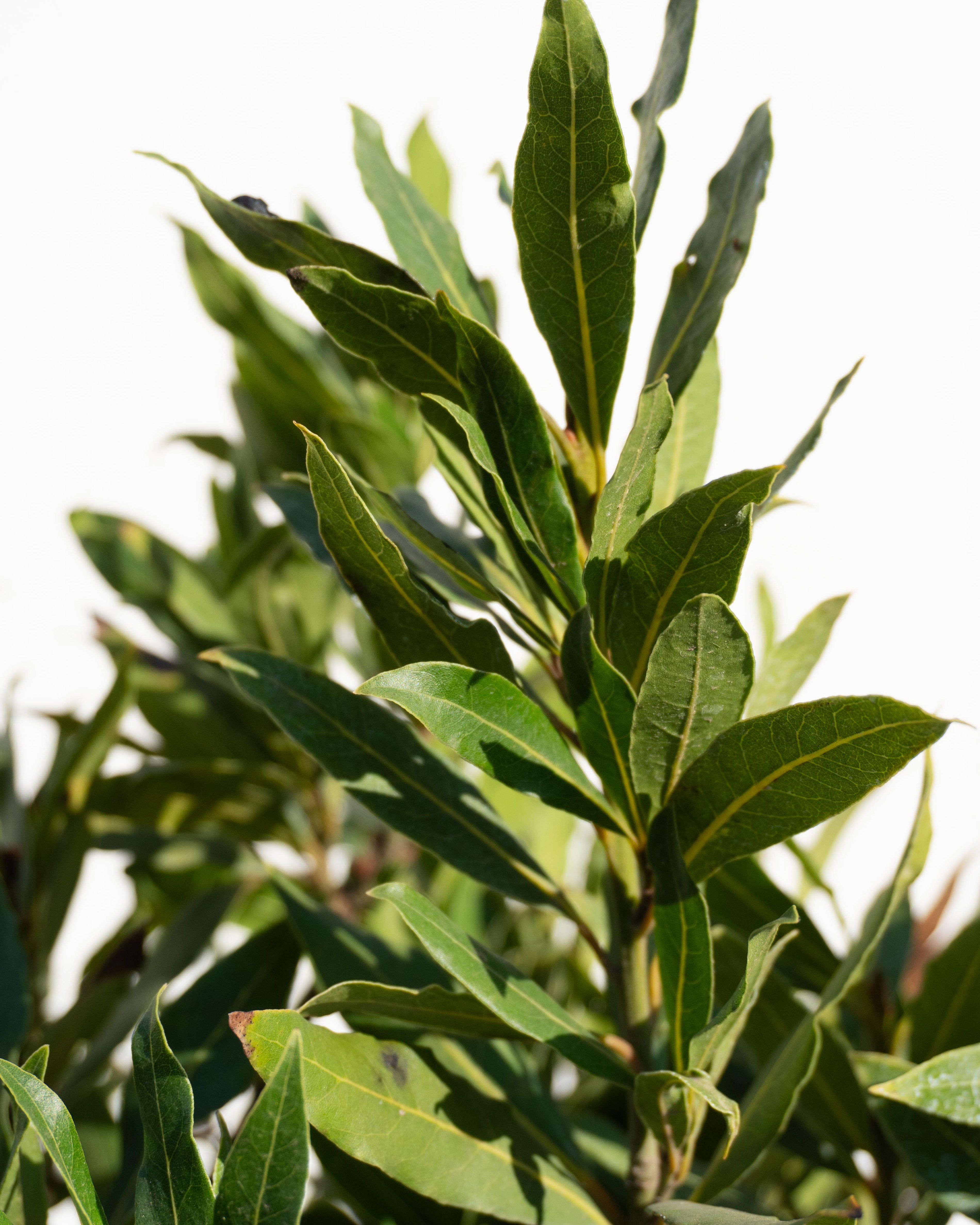 Laurel de Comer Bola altura de 130 centímetros aprox.
