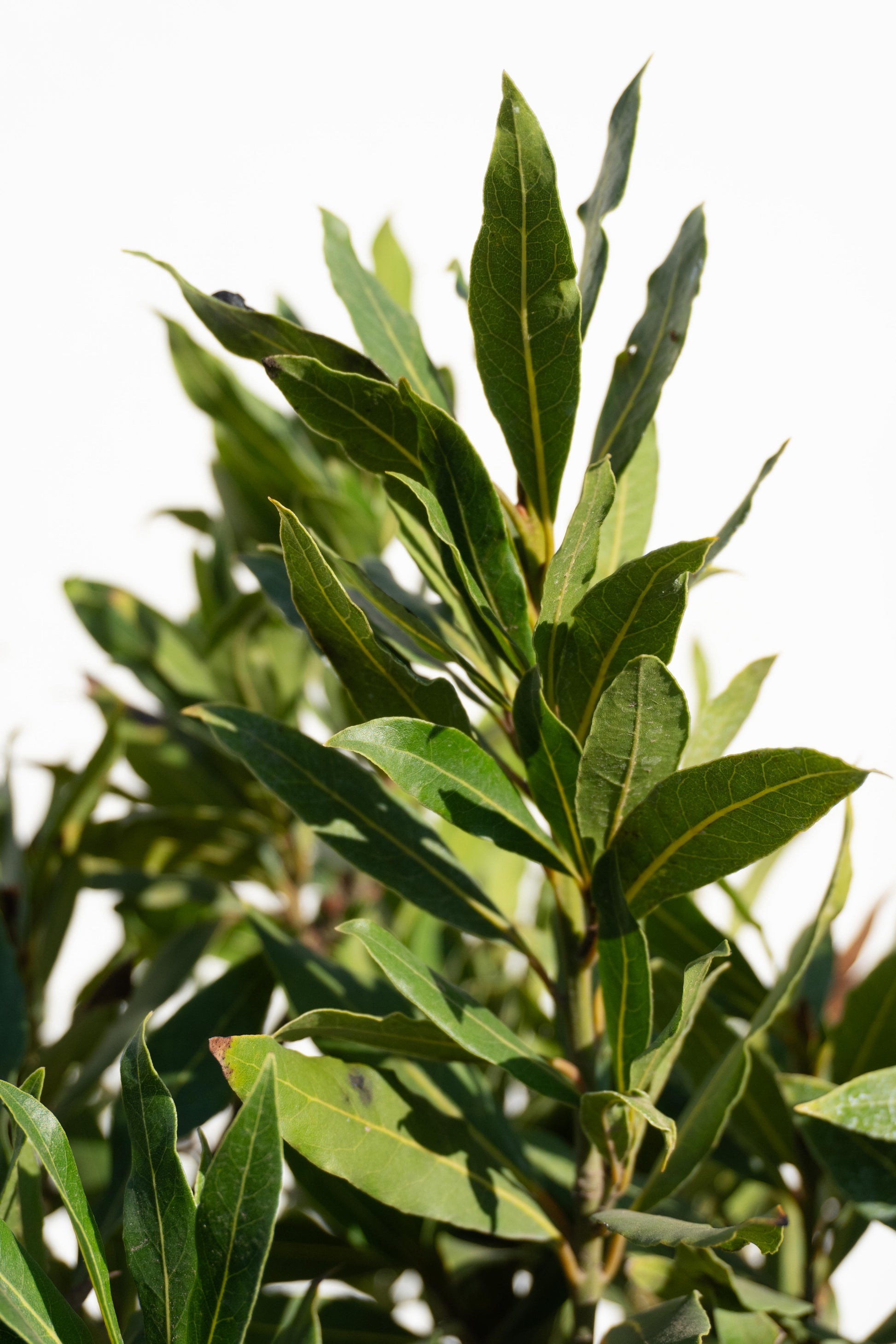 Laurel de Comer Bola altura de 130 centímetros aprox.