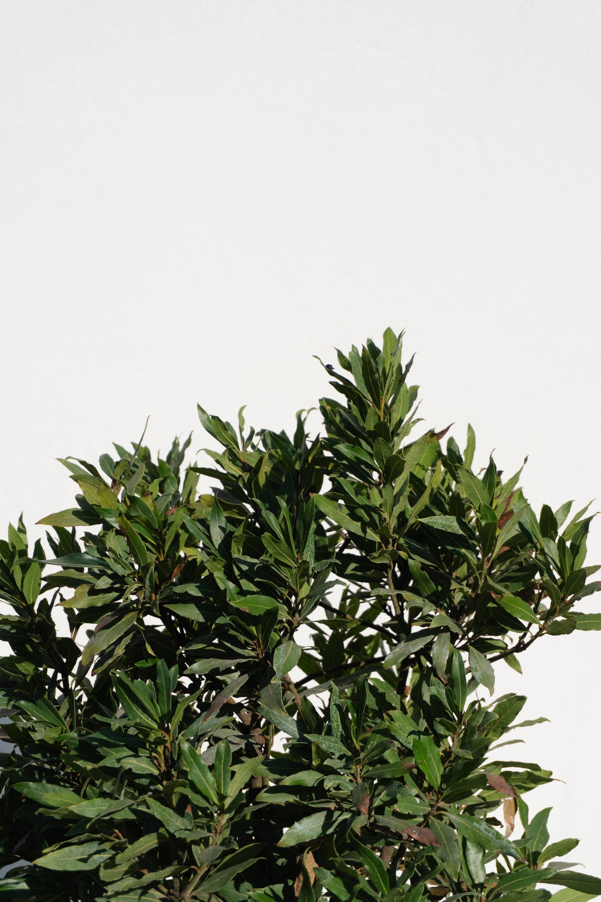 Laurel de Comer Bola altura de 130 centímetros aprox.