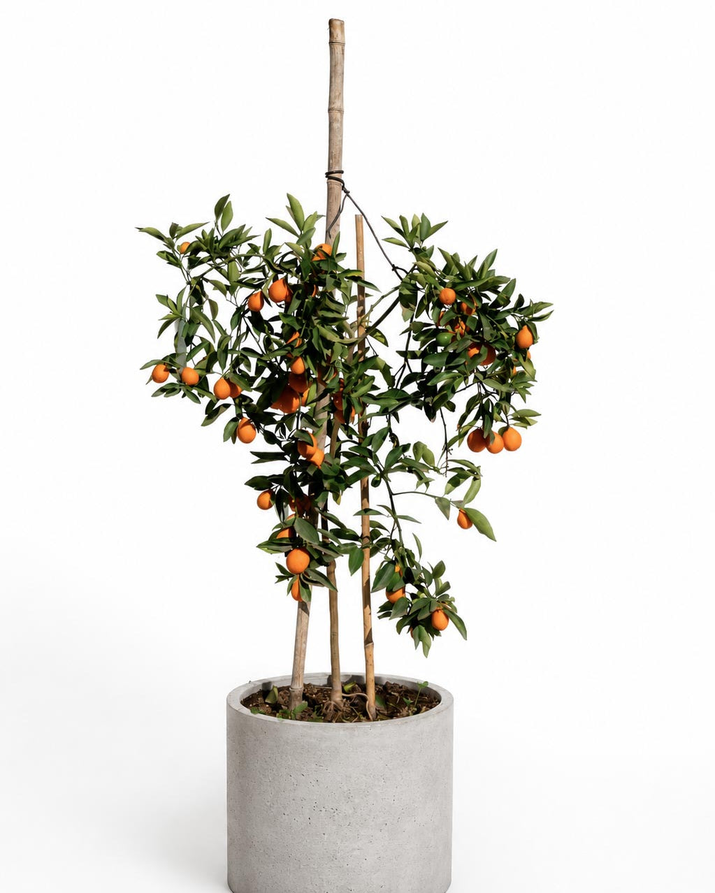 Citrus Mandariquat altura de 180 centímetros aprox., en macetero