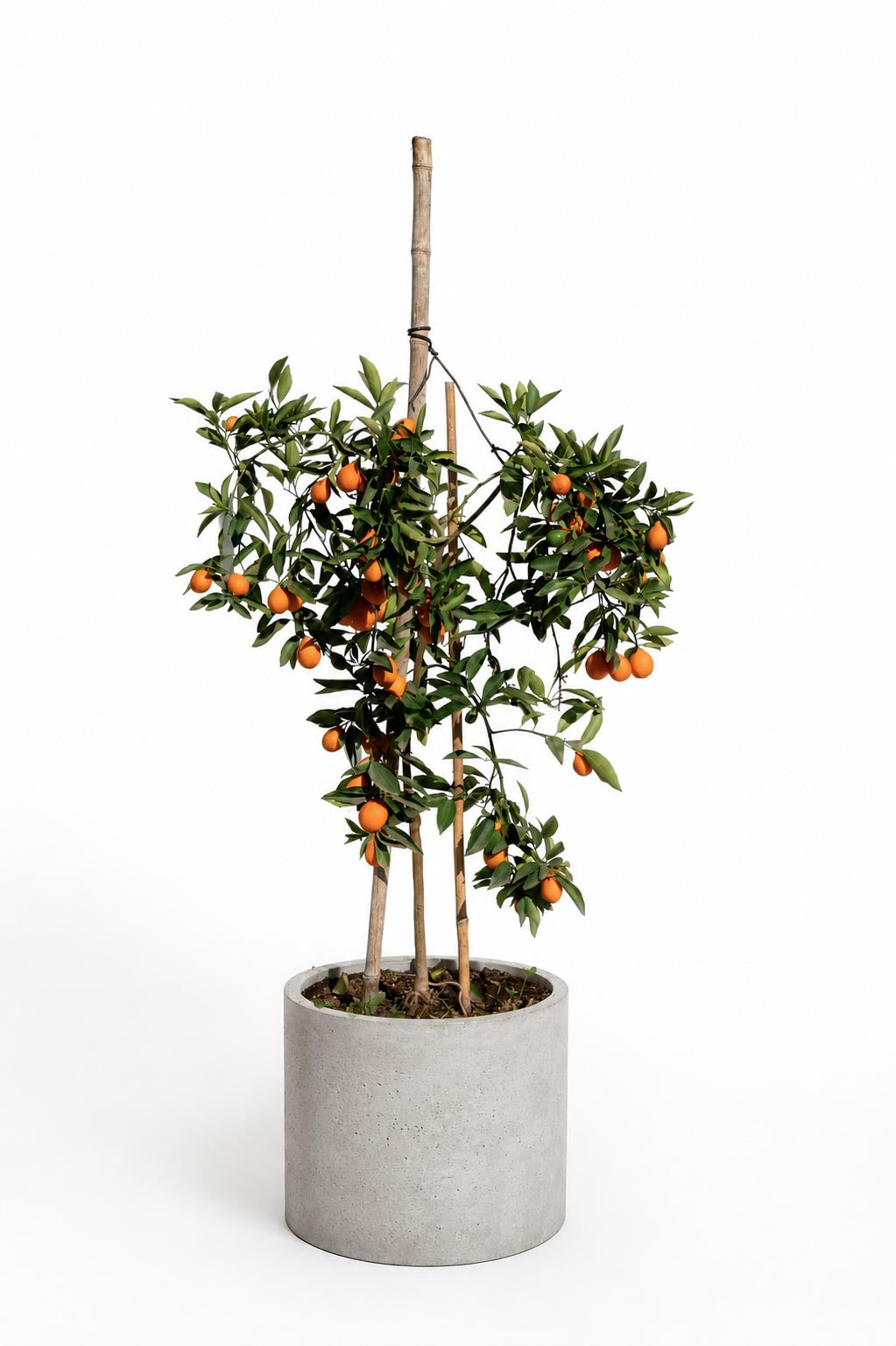 Citrus Mandariquat altura de 180 centímetros aprox., en macetero