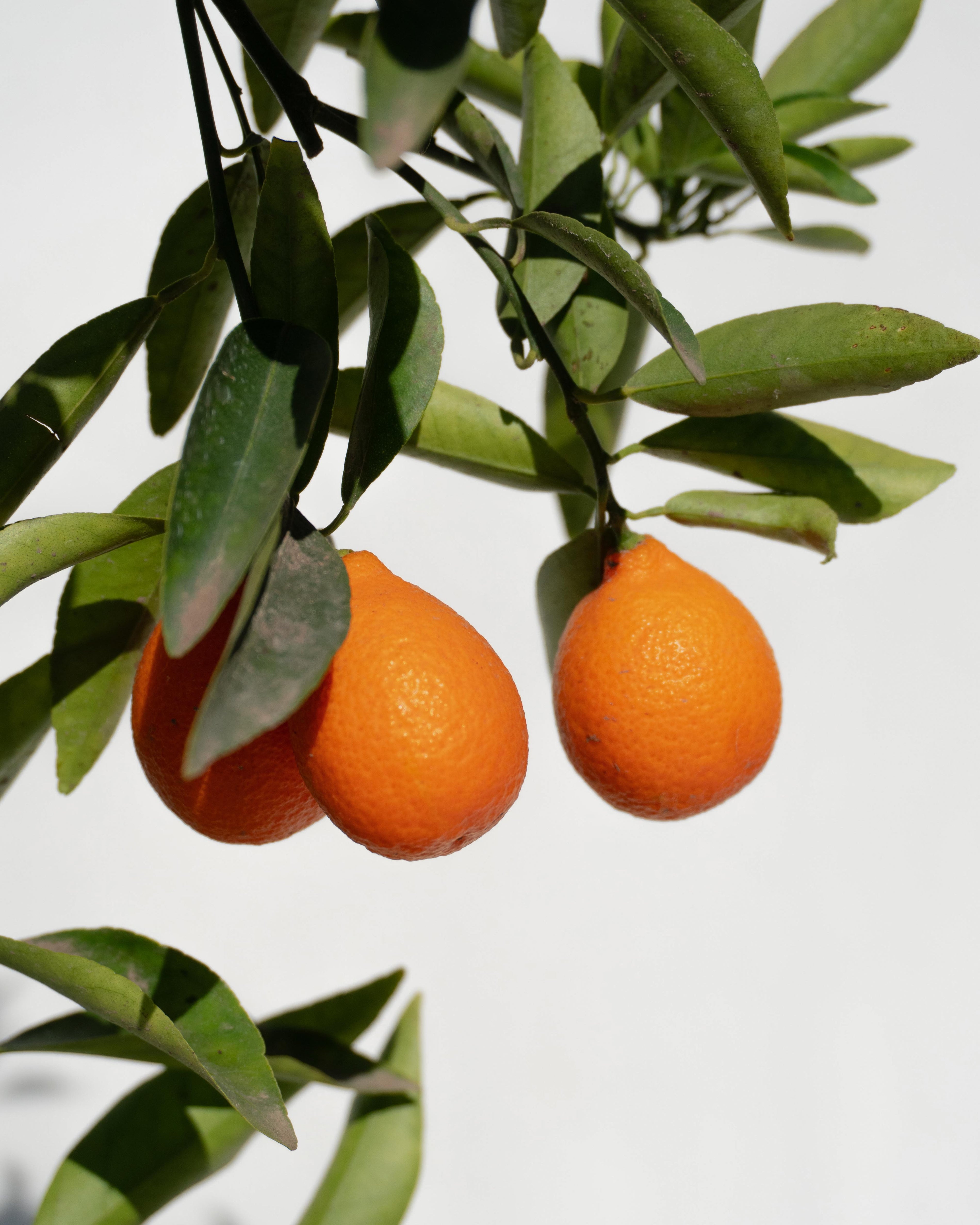 Citrus Mandariquat altura de 180 centímetros aprox., en macetero