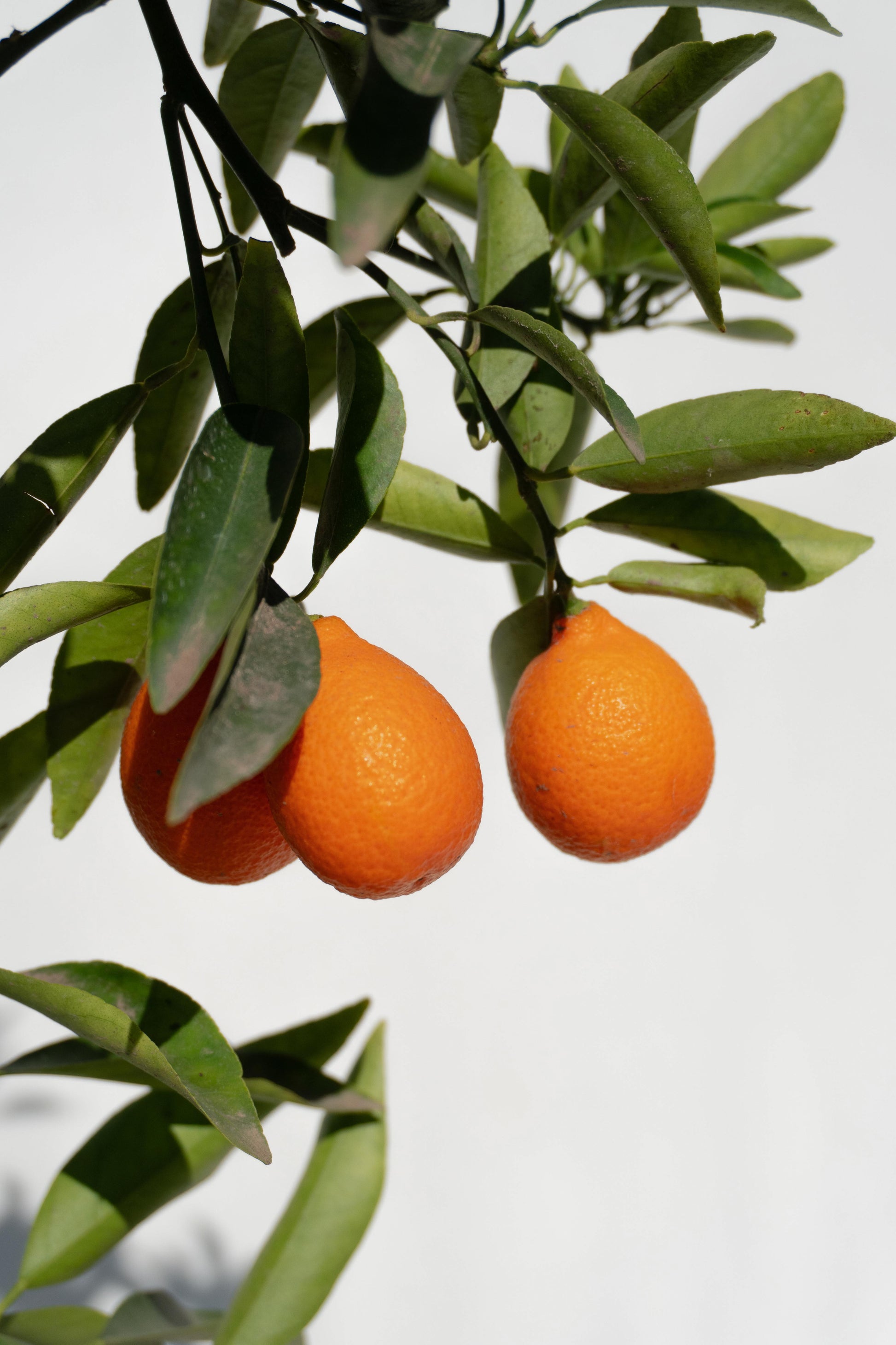 Citrus Mandariquat altura de 180 centímetros aprox., en macetero