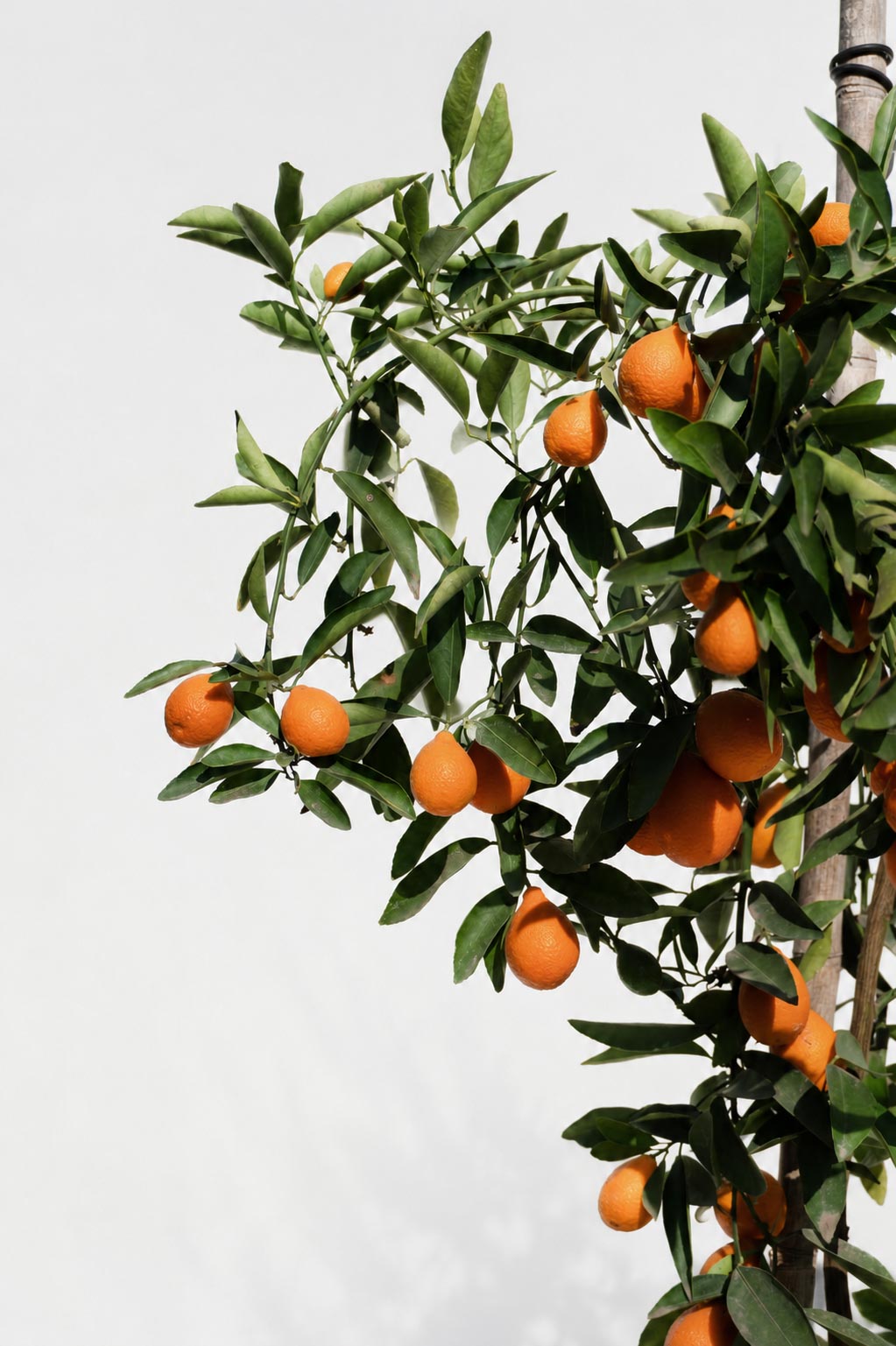 Citrus Mandariquat altura de 180 centímetros aprox., en macetero