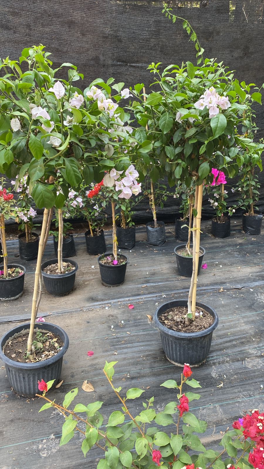 Bugambilia Pie Alto altura de 120 centímetros aprox. En macetero.