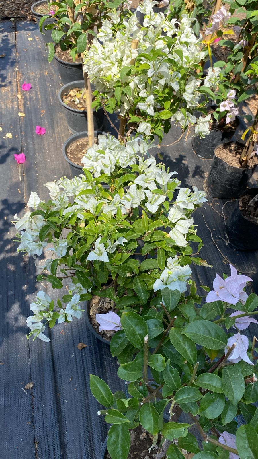 Bugambilia Pie Alto altura de 70 centímetros aprox. En Macetero