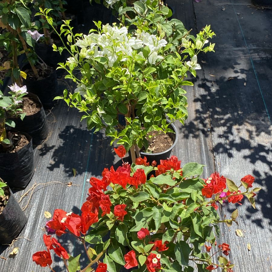 Bugambilia Pie Alto altura de 70 centímetros aprox. En Macetero