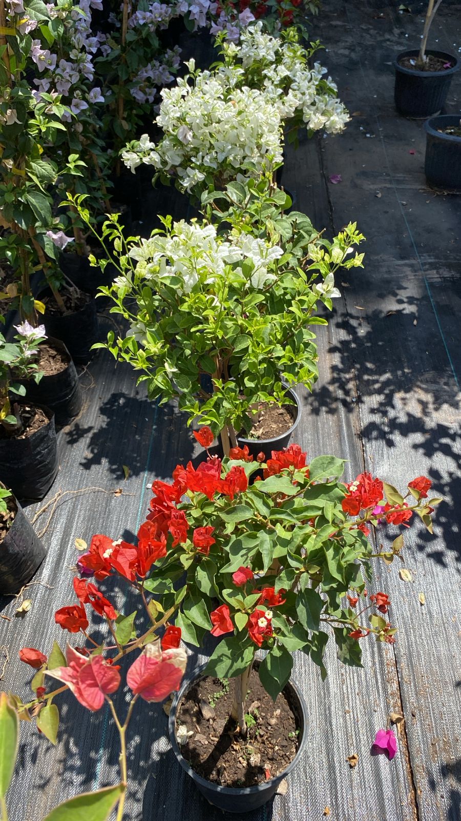 Bugambilia Pie Alto altura de 70 centímetros aprox. En Macetero