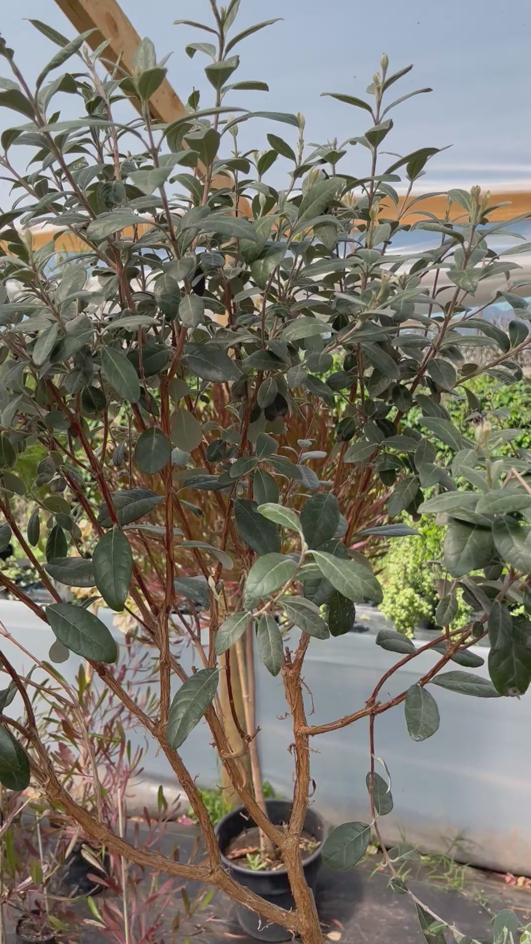 Plantas Pie Alto Grande