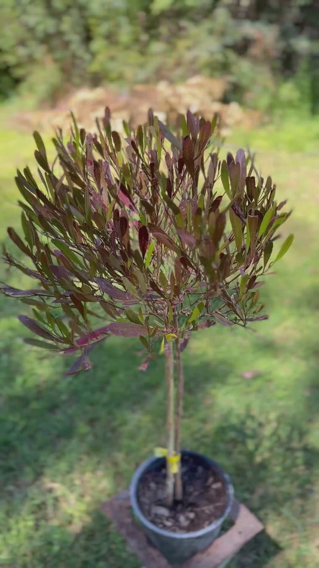 Plantas Pie Alto Pequeñas