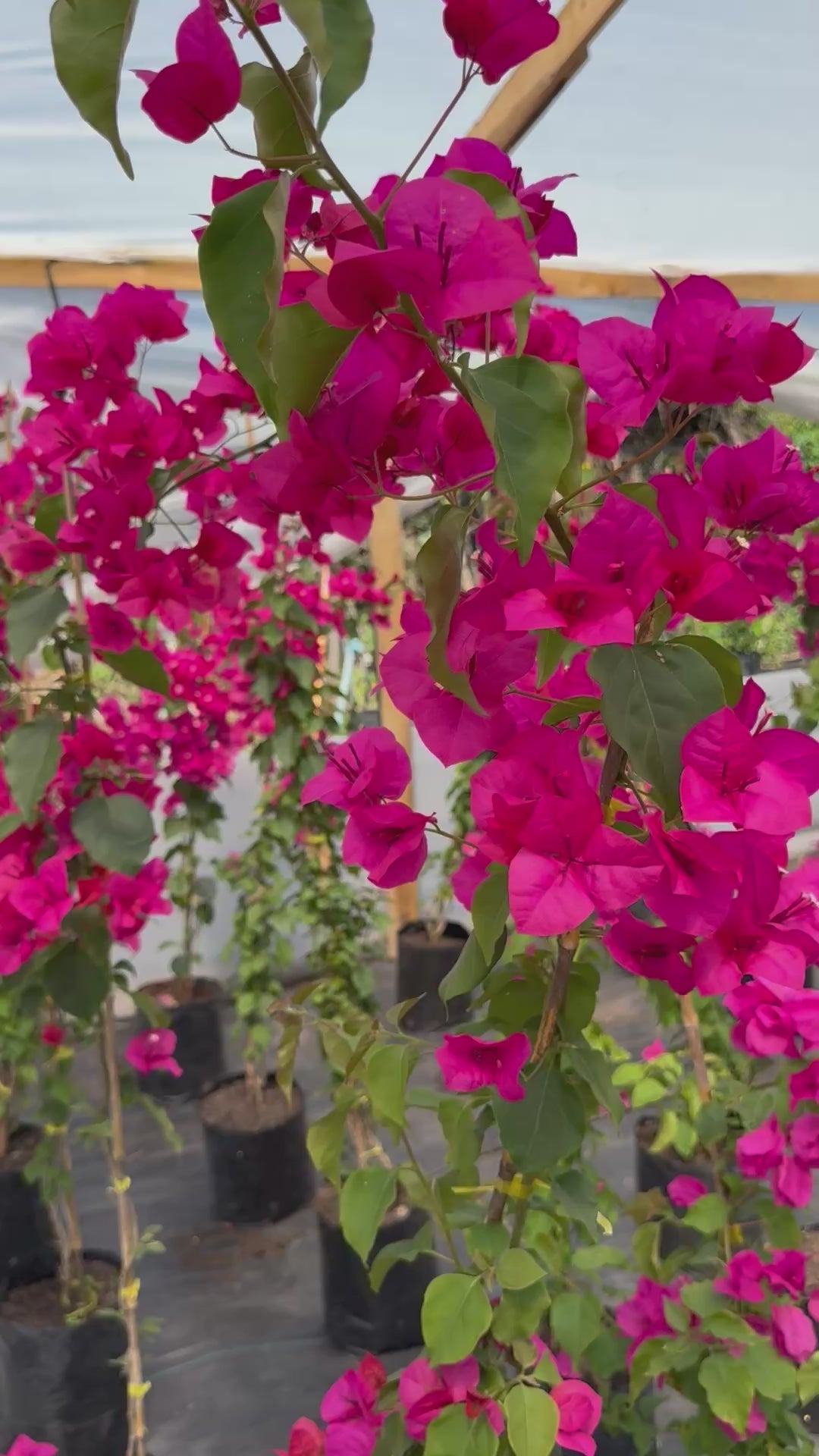 Bugambilia Enredadera