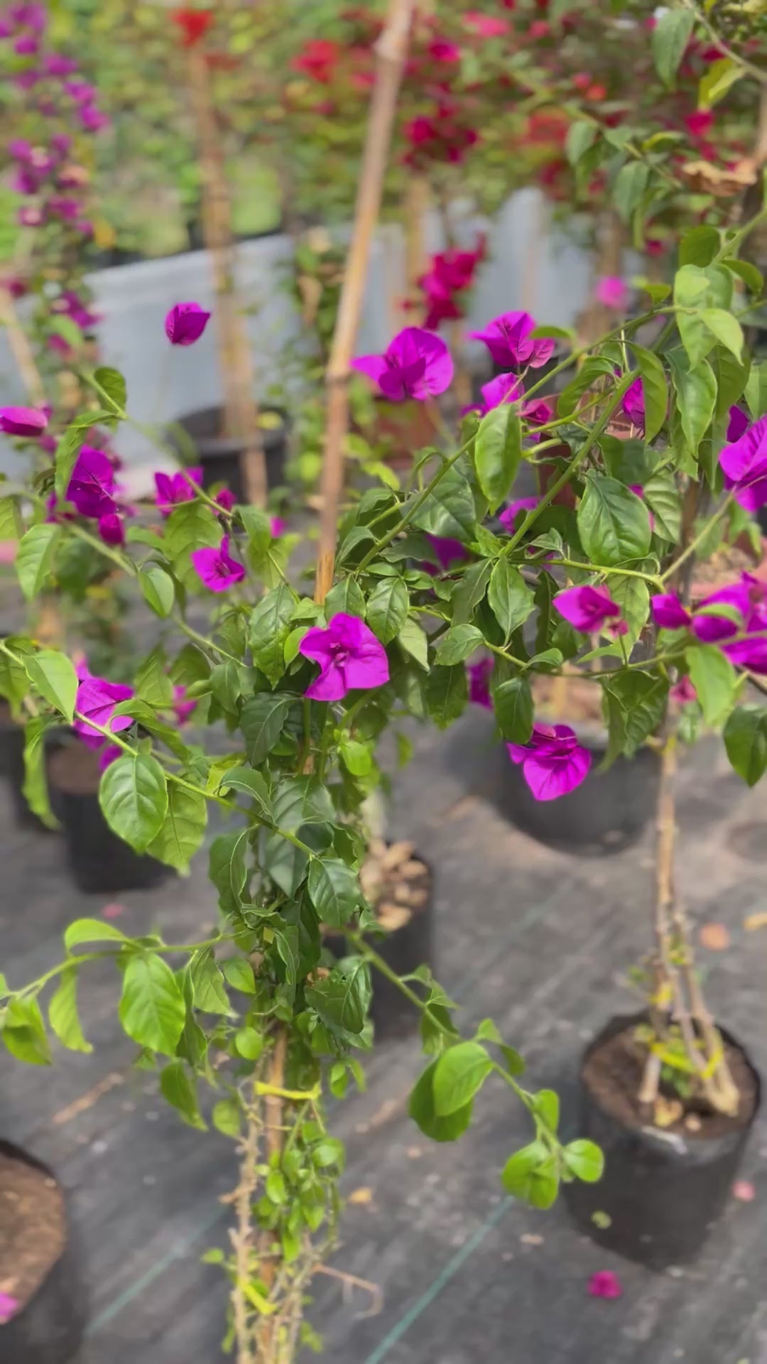 Bugambilia Enredadera