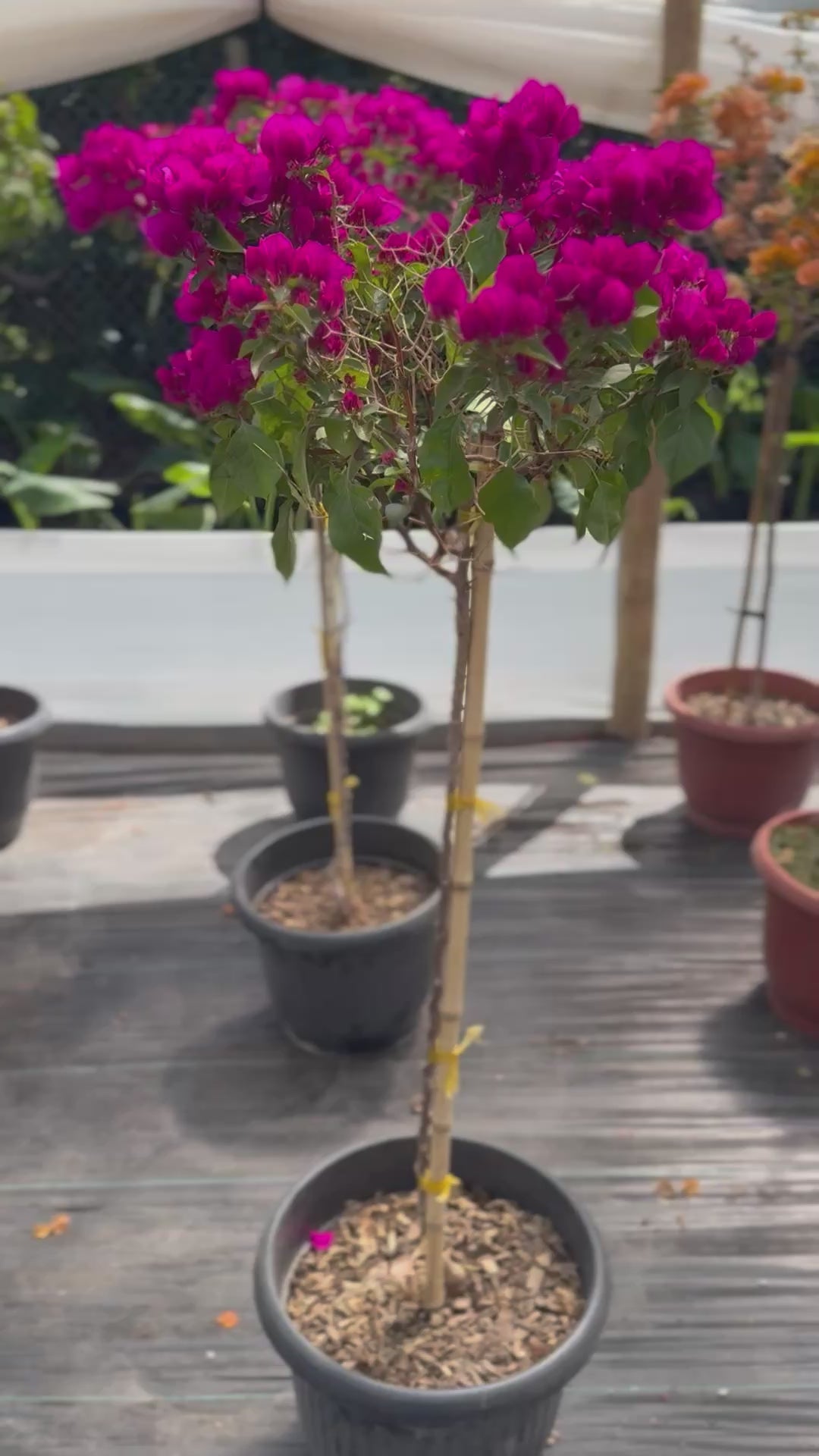 Bugamibilia Pie Alto Grande