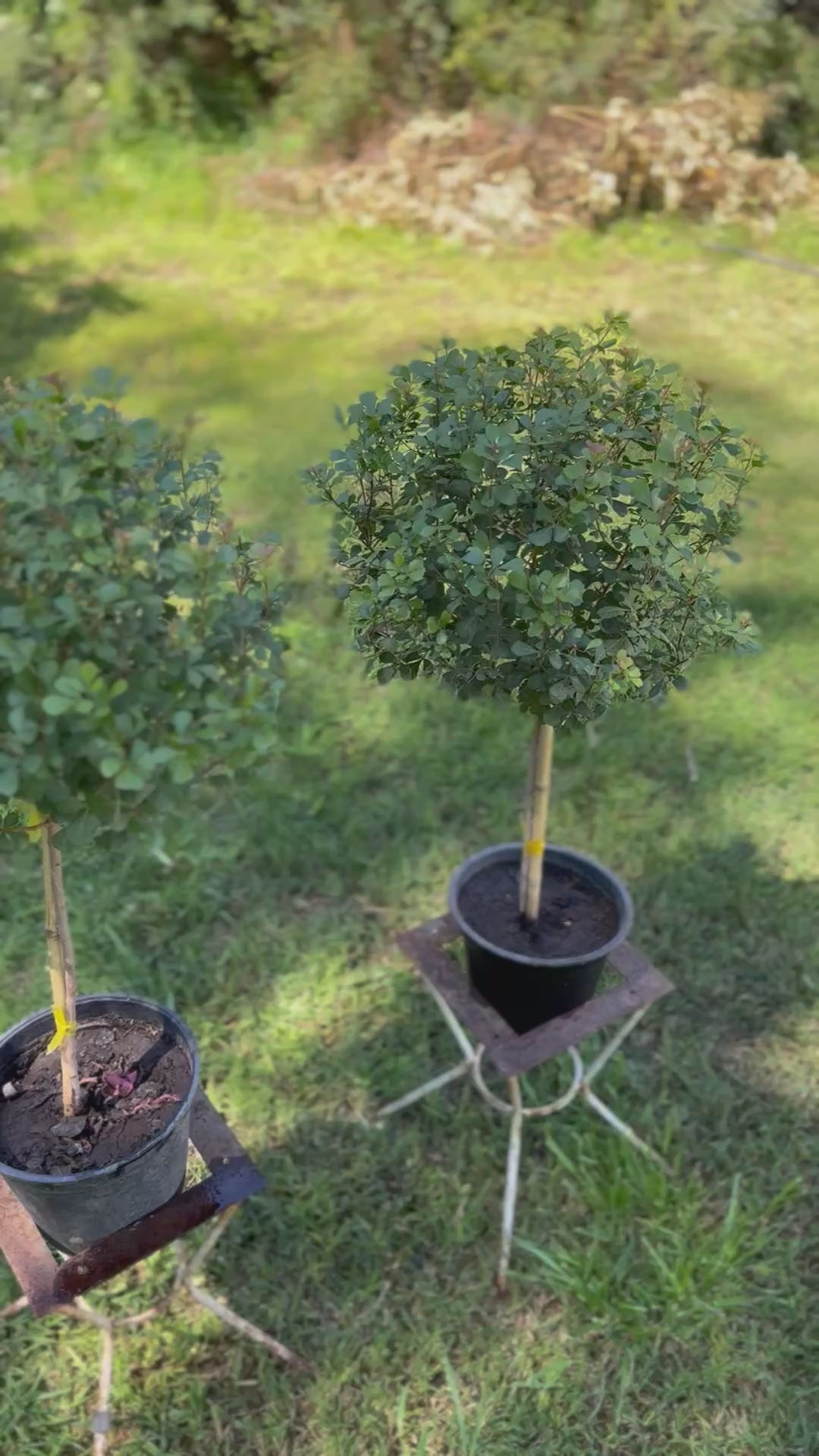 Plantas Pie Alto Pequeñas