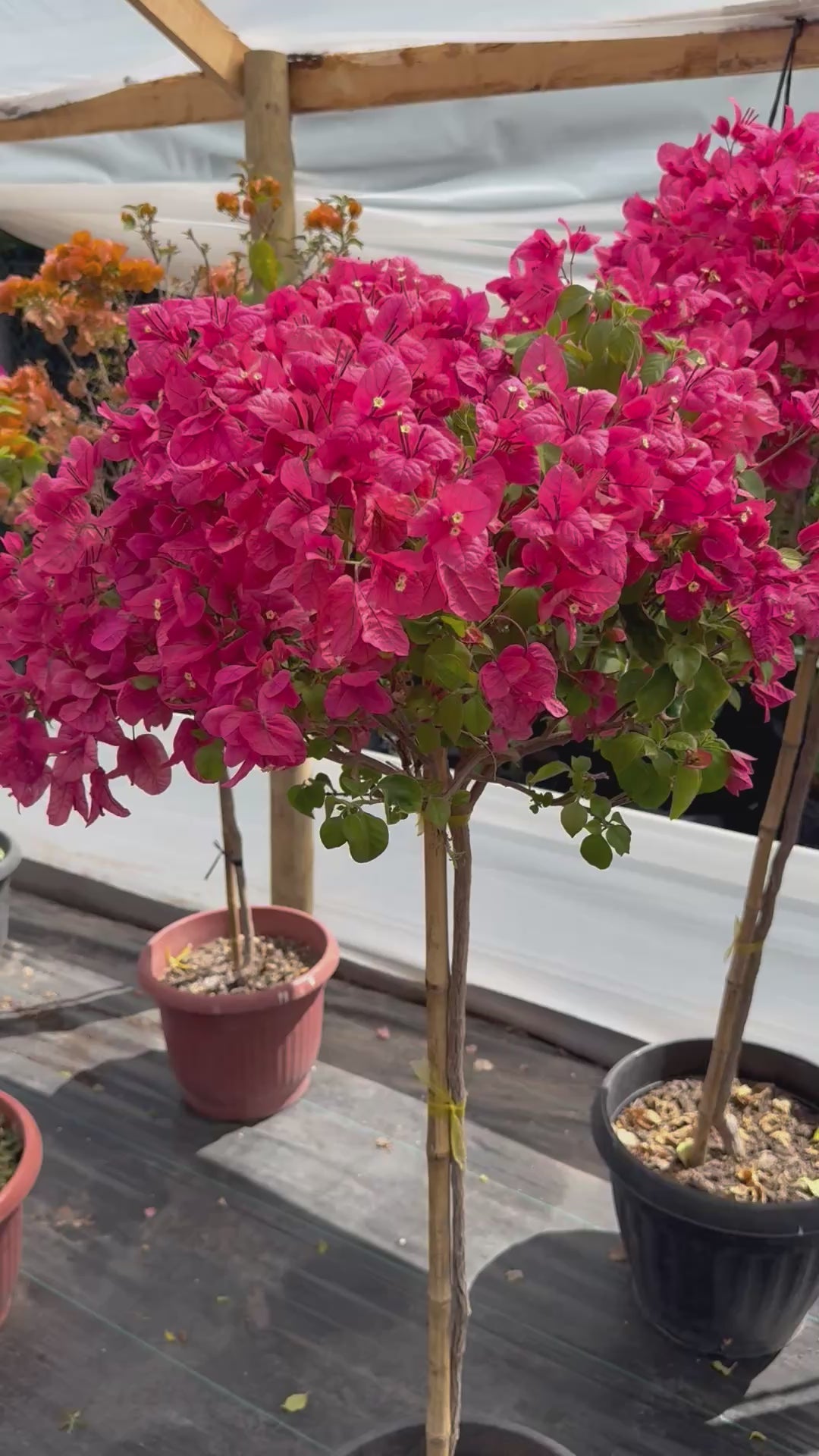 Bugamibilia Pie Alto Grande