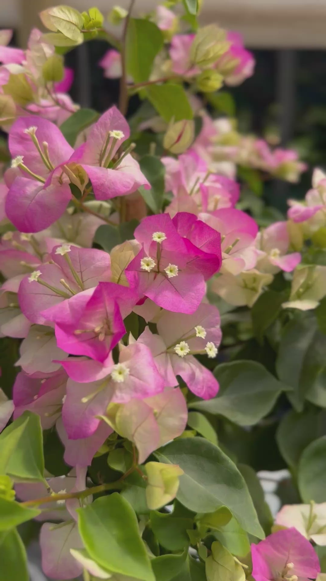 Bugamibilia Pie Alto Grande