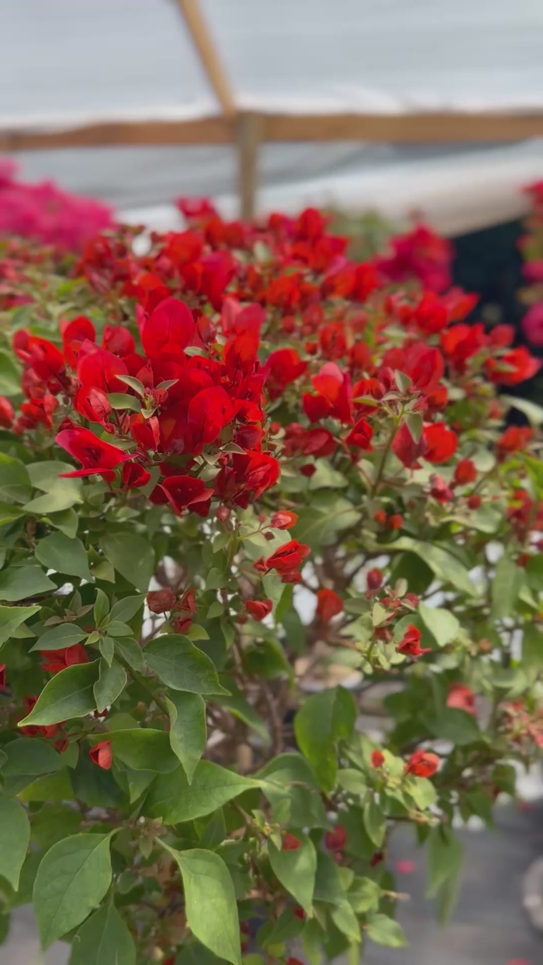 Bugamibilia Pie Alto Grande