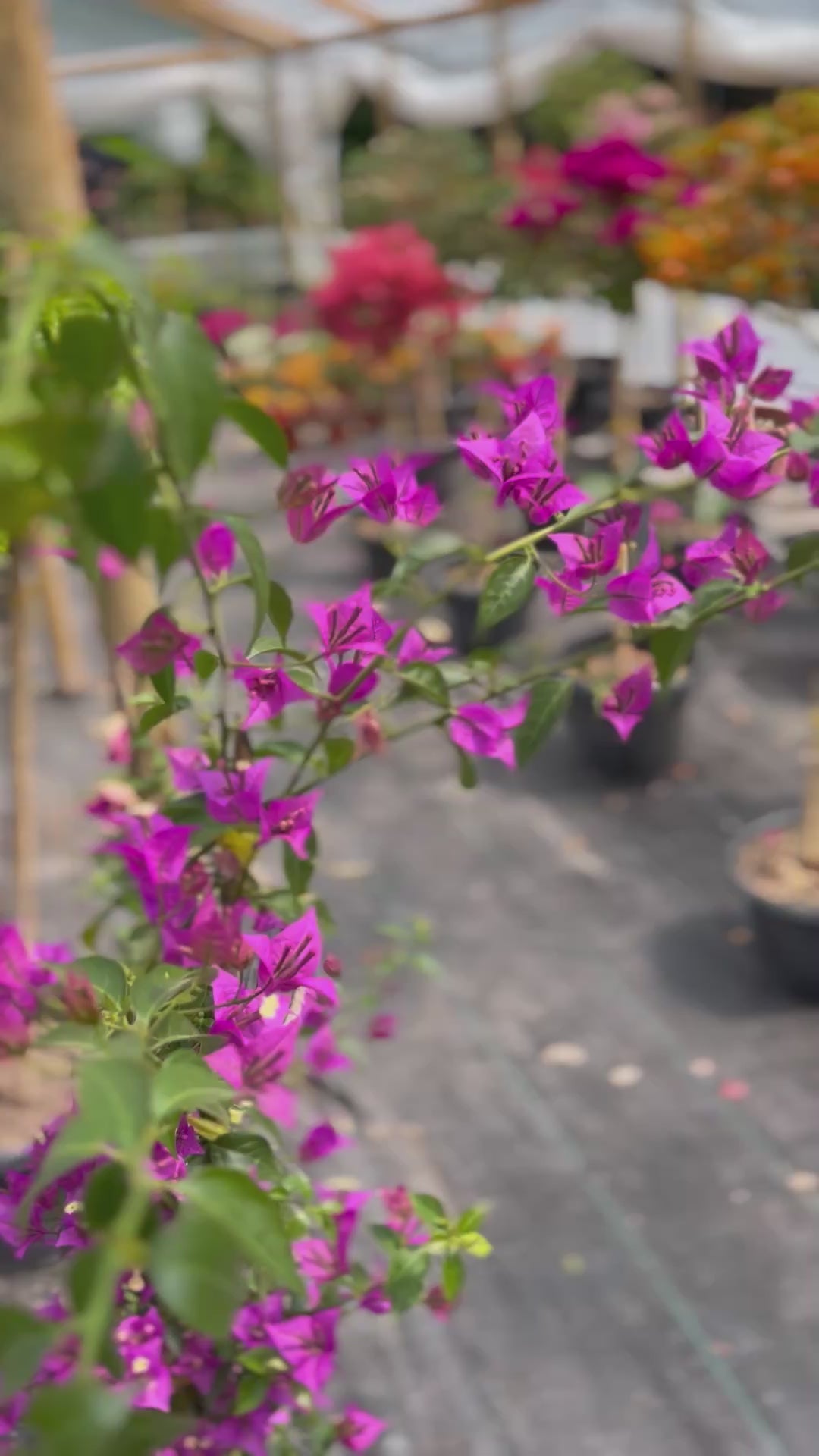 Bugambilia Enredadera