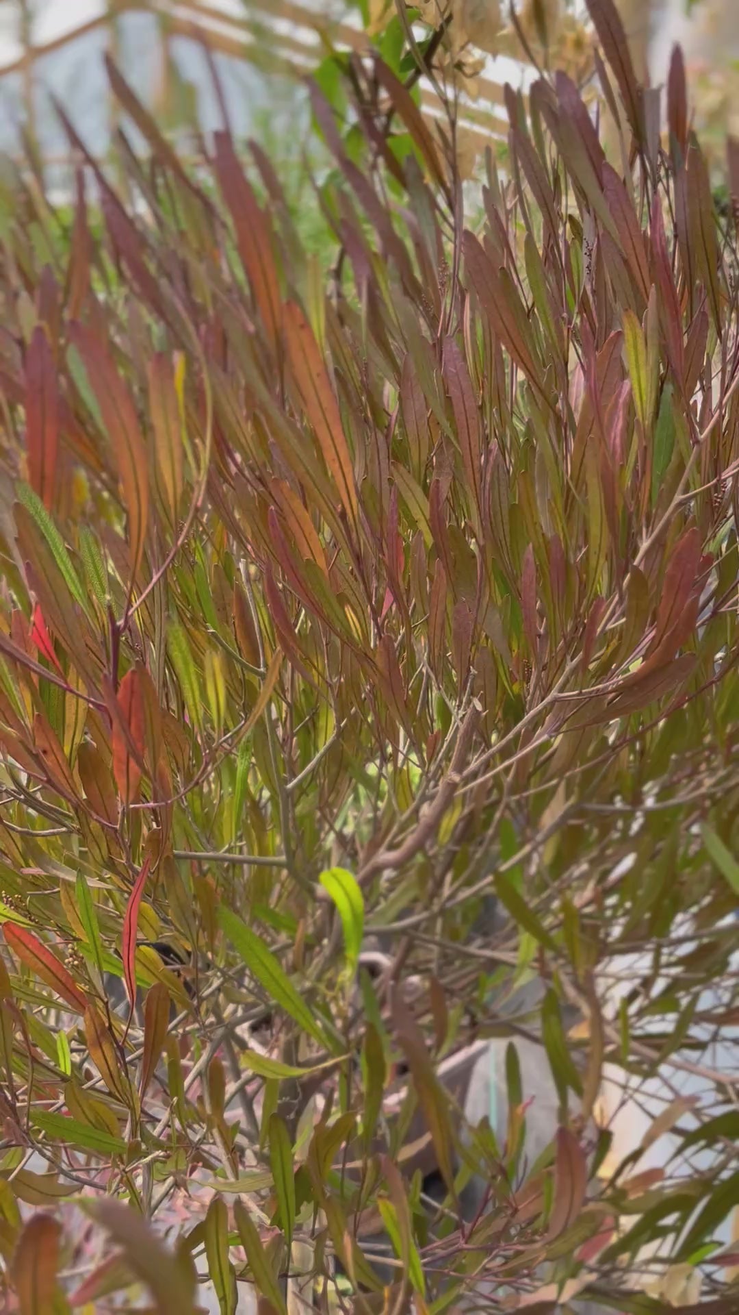 Plantas Pie Alto Grande