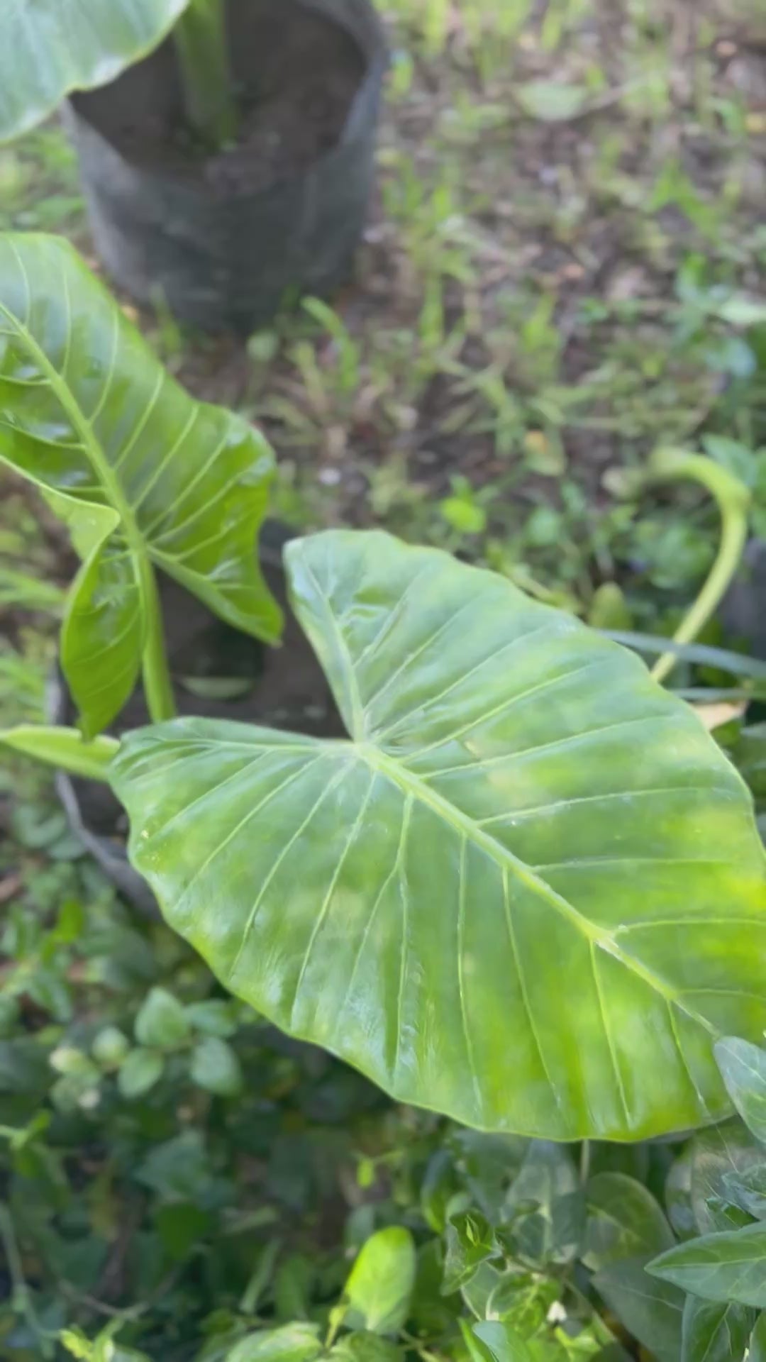 Mantos de Eva Pequeños altura de 40 a 90 cms. aprox., en bolsa.