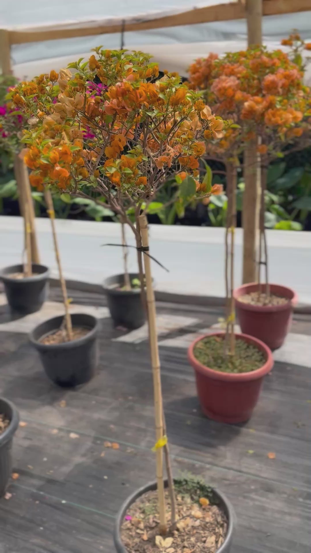 Bugamibilia Pie Alto Grande