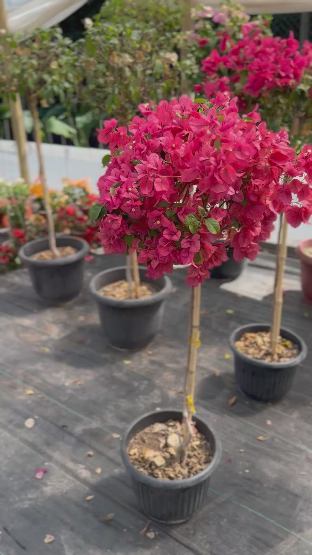 Bugamibilia Pie Alto Grande