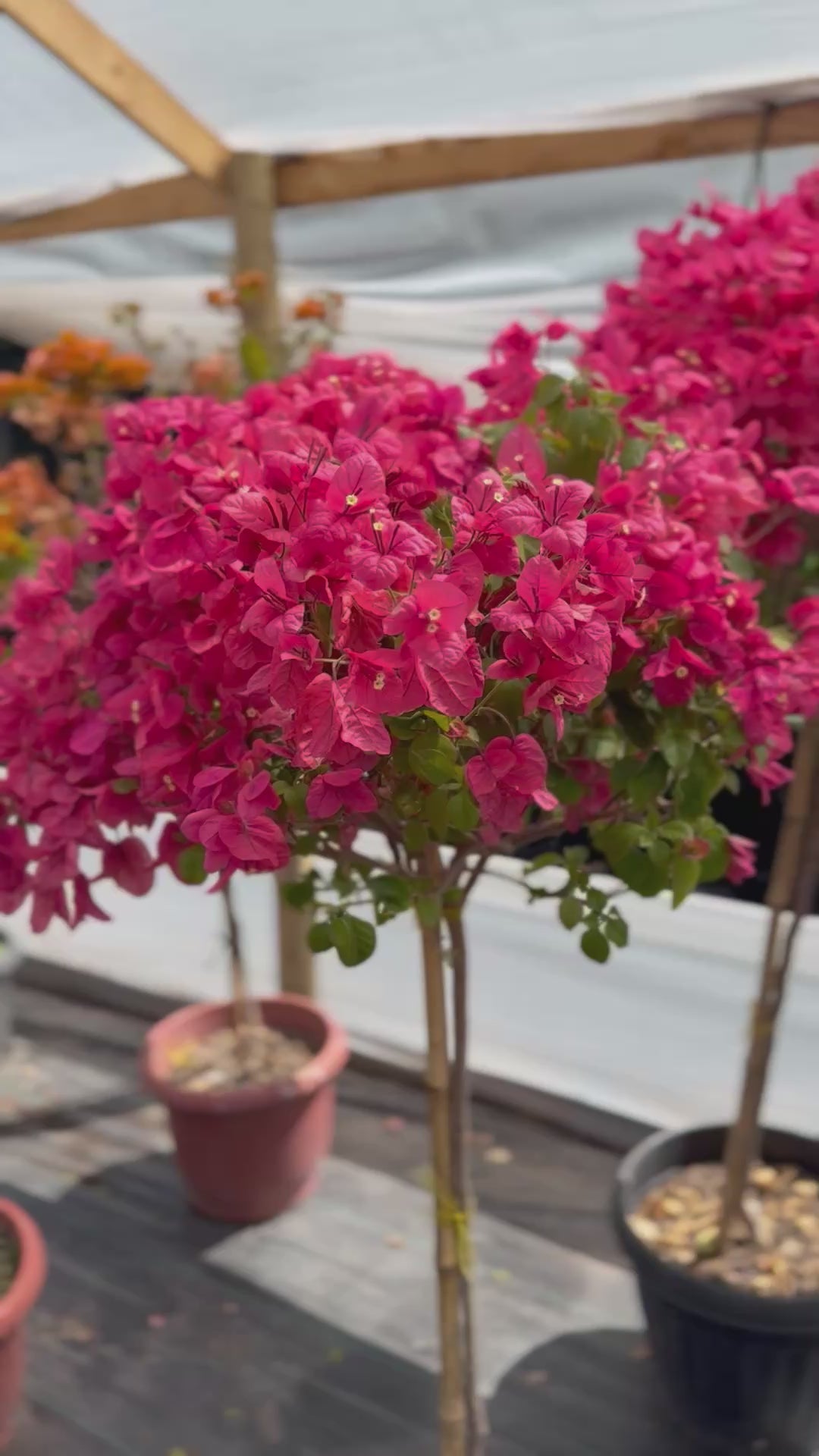 Bugamibilia Pie Alto Grande