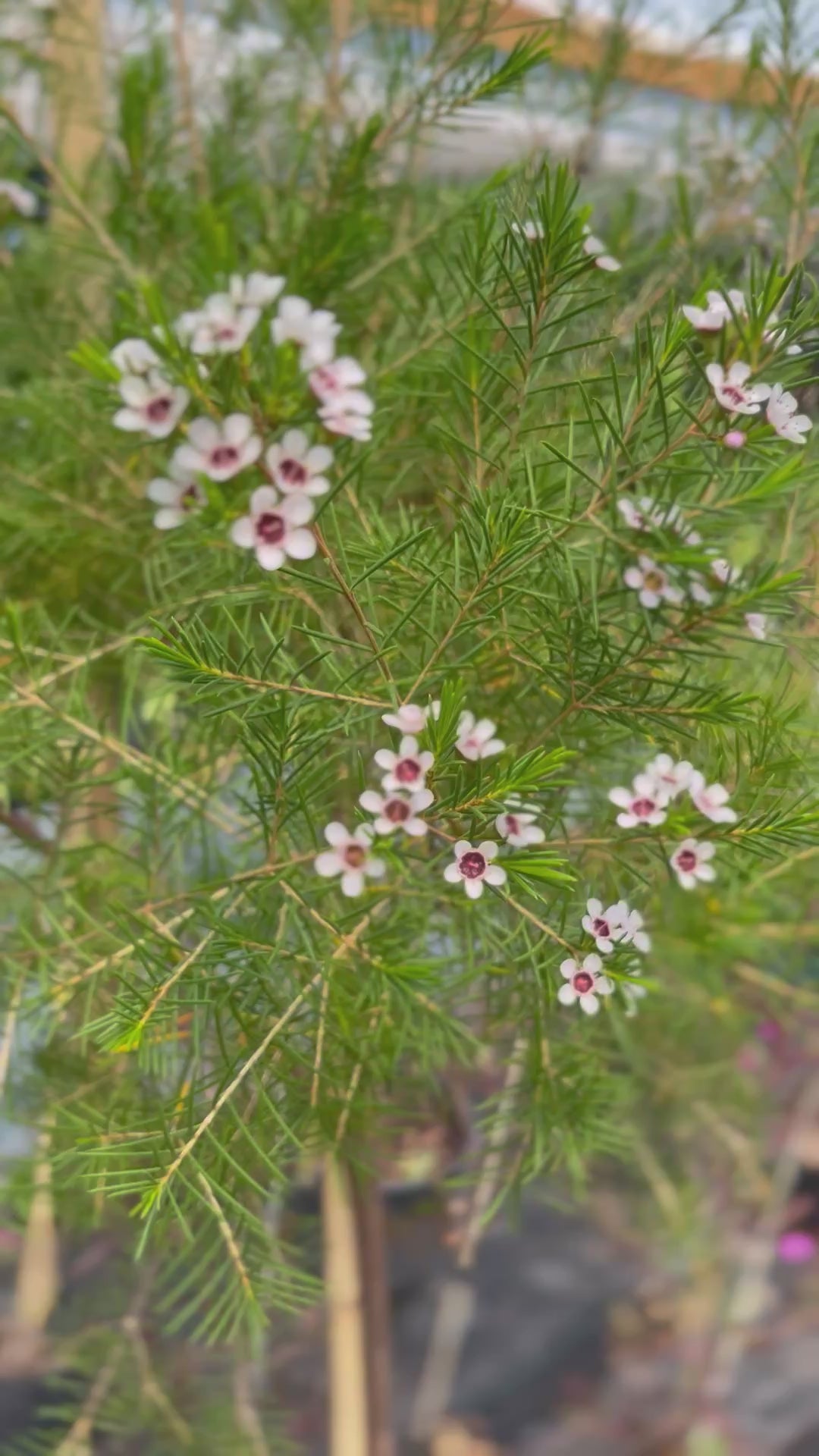 Plantas Pie Alto Grande