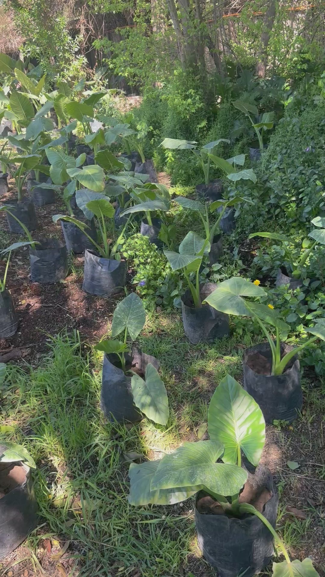 Mantos de Eva Pequeños altura de 40 a 90 cms. aprox., en bolsa.