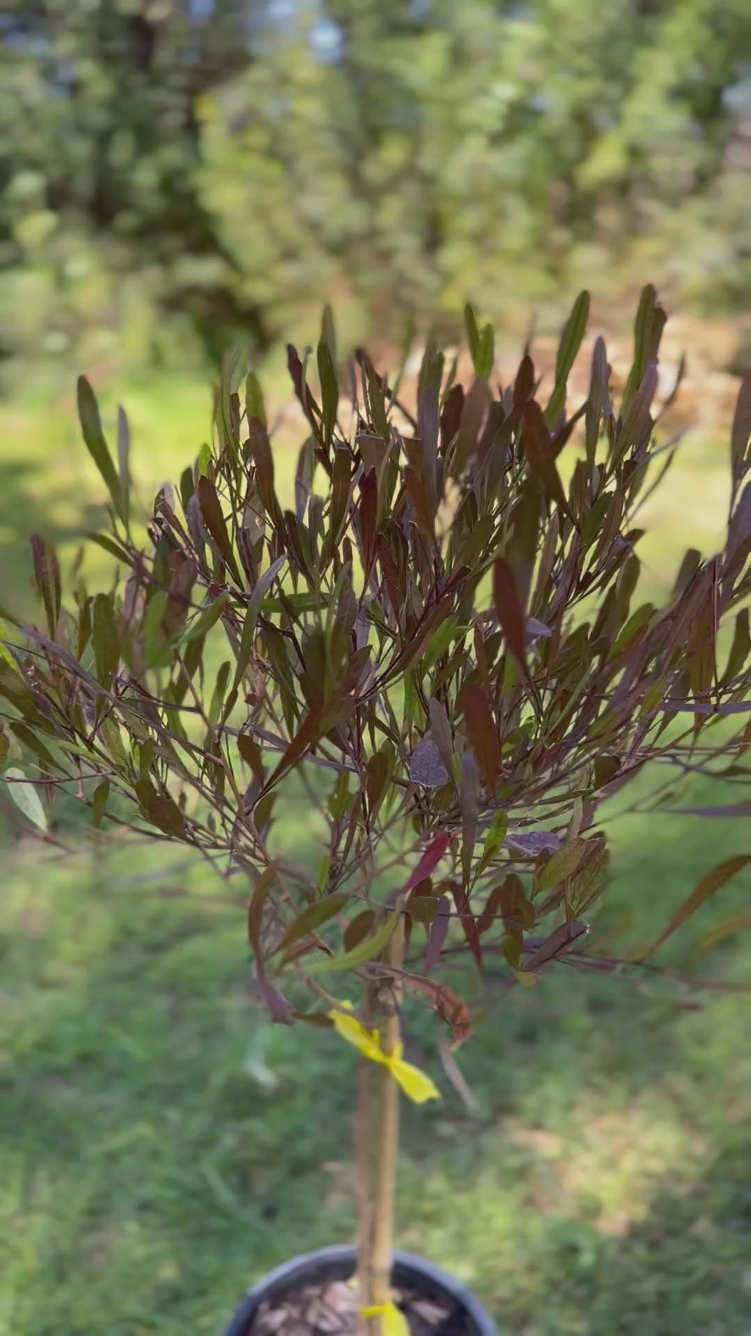 Plantas Pie Alto Pequeñas