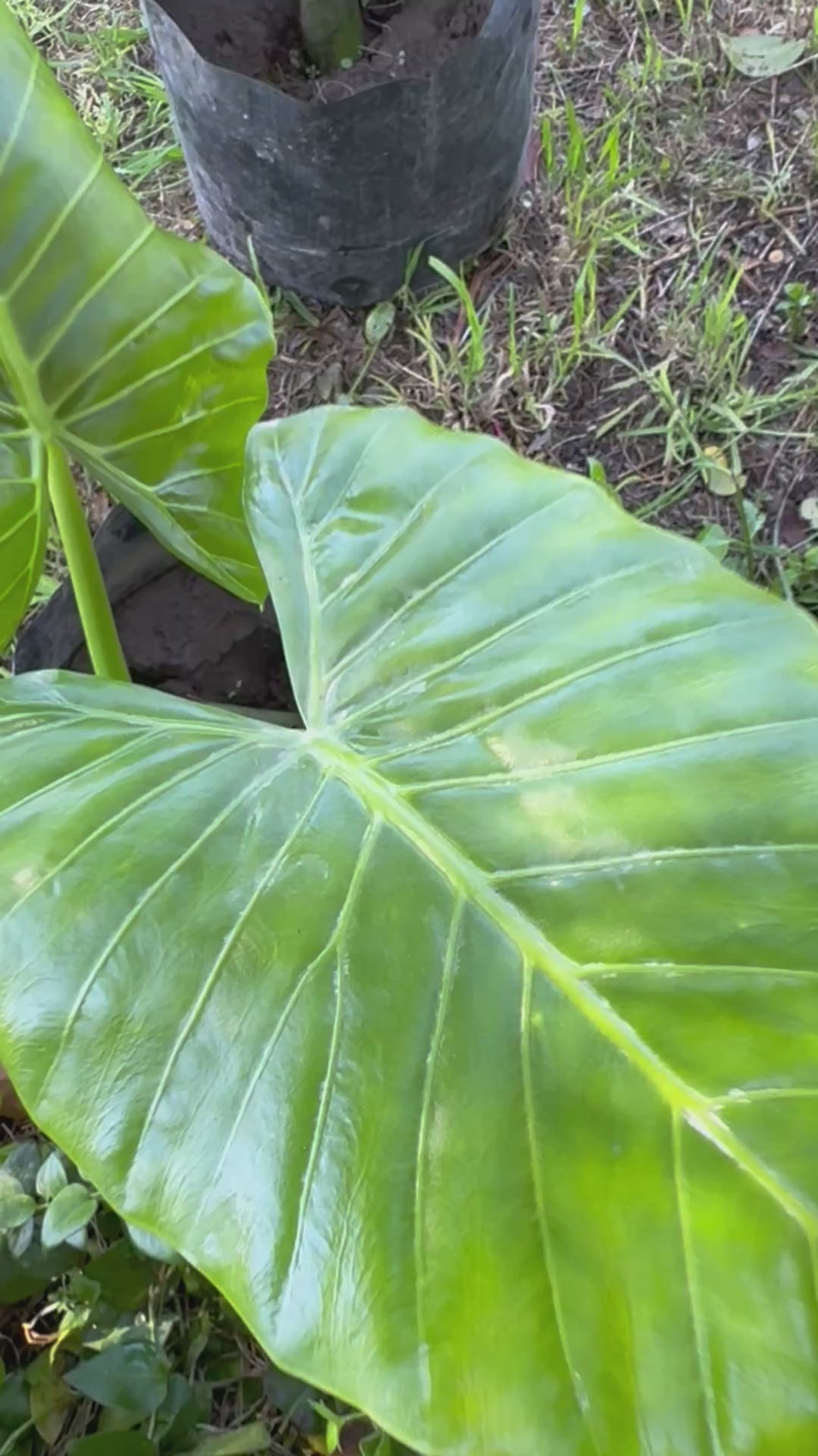 Mantos de Eva Pequeños altura de 40 a 90 cms. aprox., en bolsa.