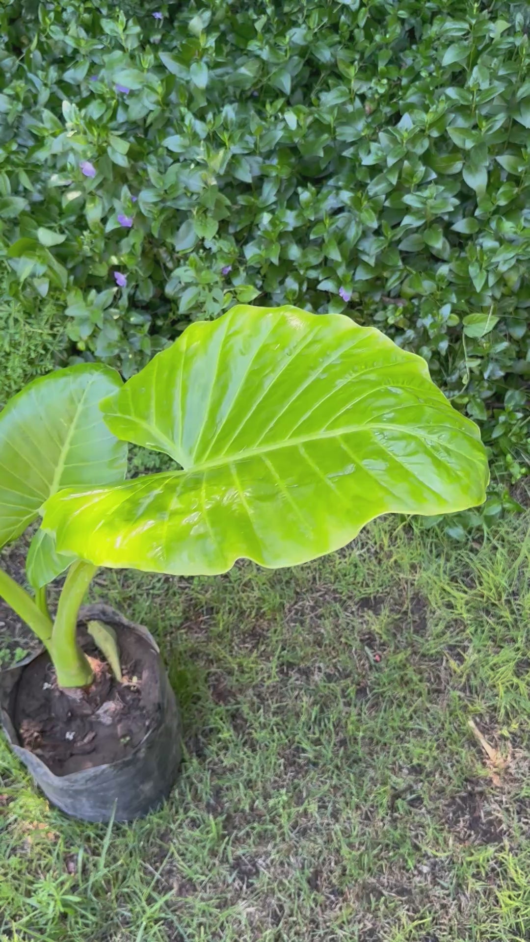 Mantos de Eva Medianos altura de 100 a 140 centímetros aprox., en bolsa