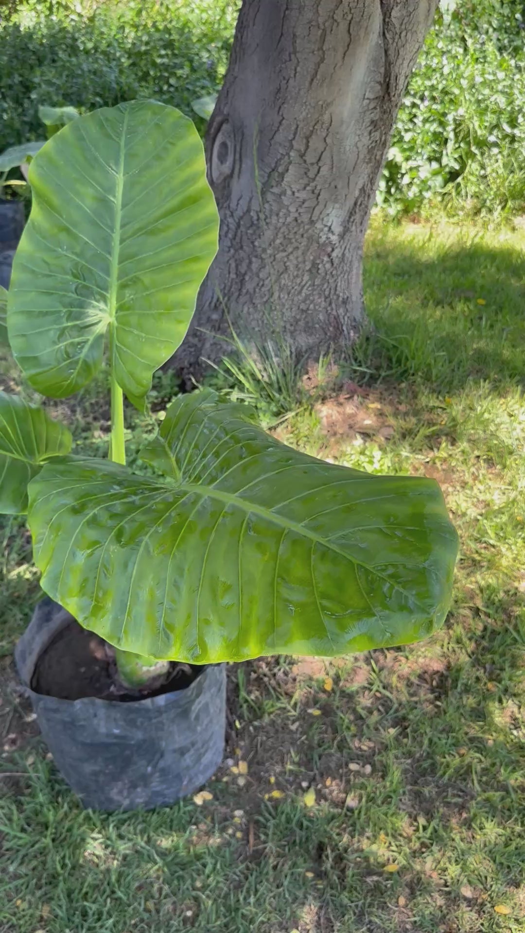 Mantos de Eva Grandes altura 150 centímetros aprox., en bolsa.