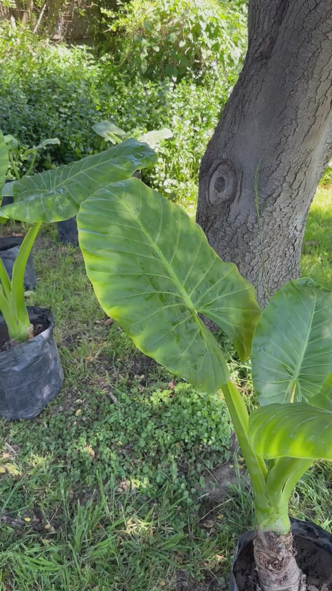 Mantos de Eva Grandes altura 150 centímetros aprox., en bolsa.